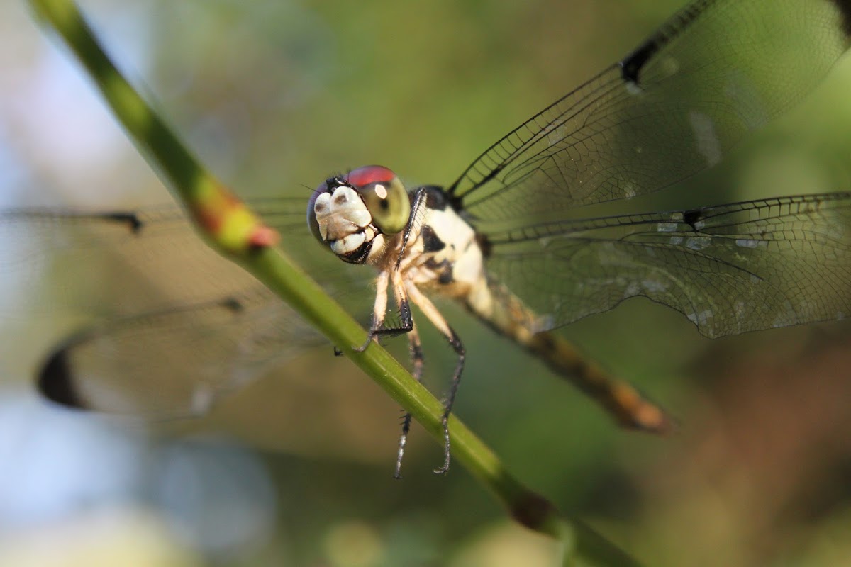 Slaty Skimmer (female)