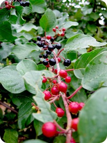 berriespicking