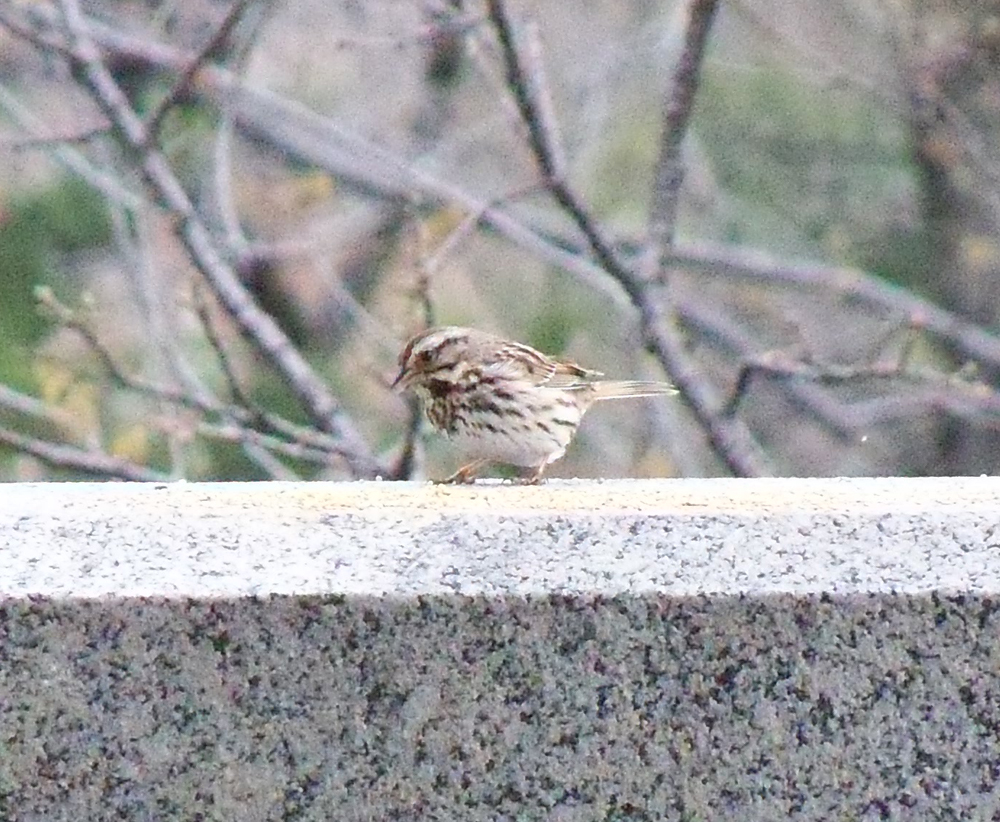 Song sparrow