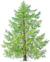 EuropeanLarch