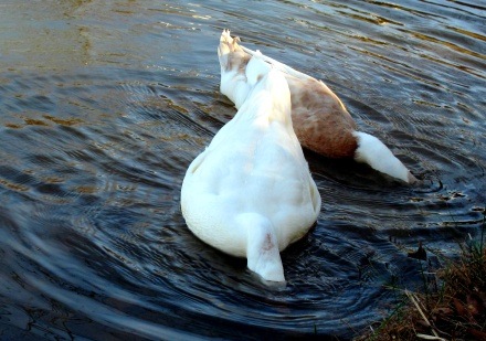 [duck head under water[2].jpg]