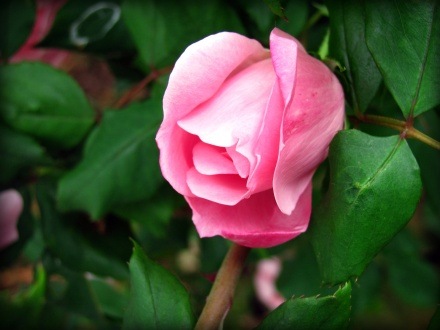 [pink rose[2].jpg]