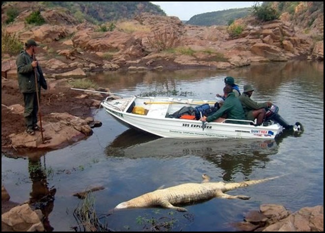 WaterPollutionCrocodilesDyingOlifantsriverKrugerPark_near_Mozambique