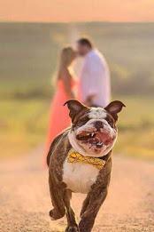 Bulldog Puzzle by BookMan poster 3