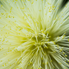 wild flower by Manu K.S - Flowers Flowers in the Wild