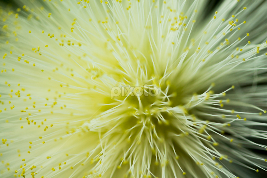 wild flower by Manu K.S - Flowers Flowers in the Wild