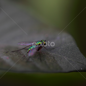 by Md Mamunur Rahman - Animals Insects & Spiders