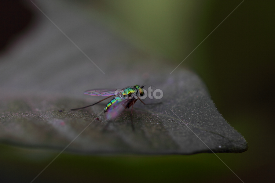 by Md Mamunur Rahman - Animals Insects & Spiders