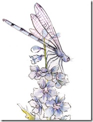 Dragonfly_for_web