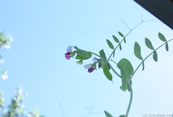 Purple flowered peas