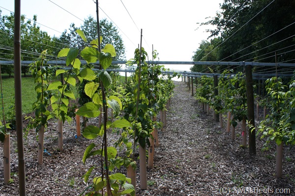 Kiwi Pergola U of M