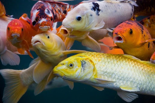 Koi Fish HD Wallpaper