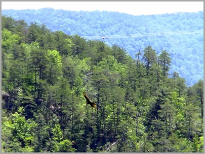 One of Several Turkey Vultures That Frequent the Gorge