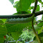 Jade Hawkmoth caterpillar