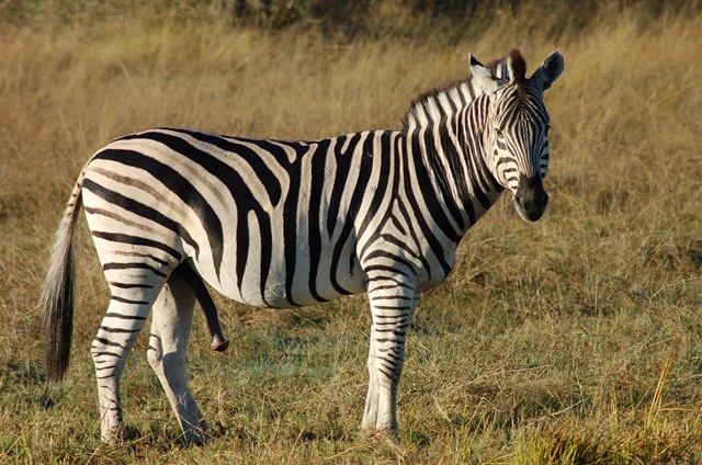 [472b Zebra in Hwange[3].jpg]
