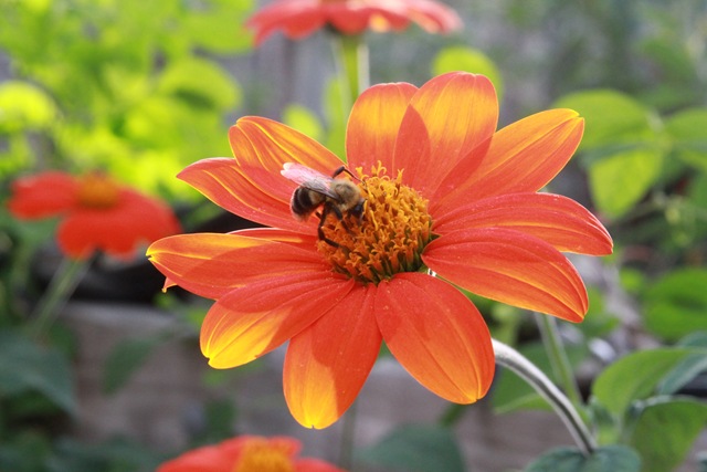 [Bee flower[4].jpg]