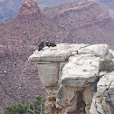 California Condor