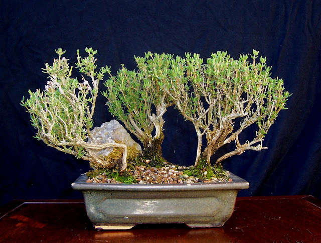 Wee Trees Bonsai Help Forum Advice for all - View topic - Thyme/ Thym [  Thymus ] Bonsai