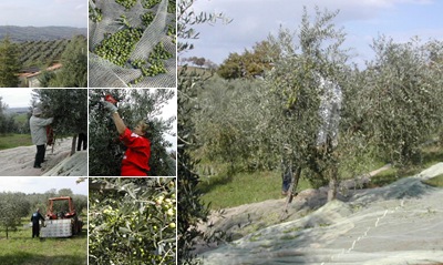 Visualizza raccolta olive
