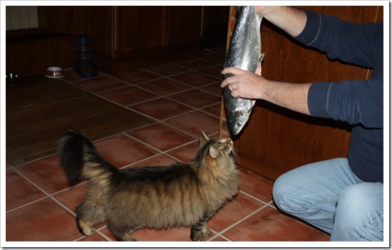 кот и лосось