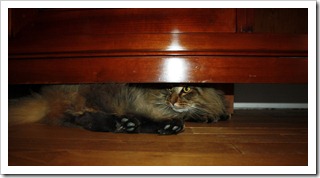 кот под шкафом