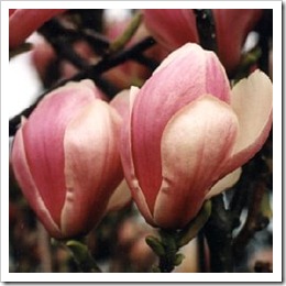 Magnolia x soulangiana 'Alexandrina'