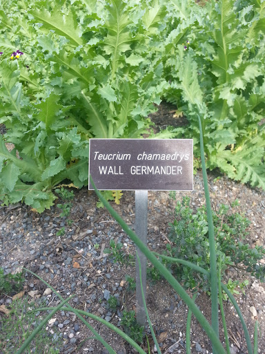 Wall Germander