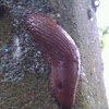 Red slug