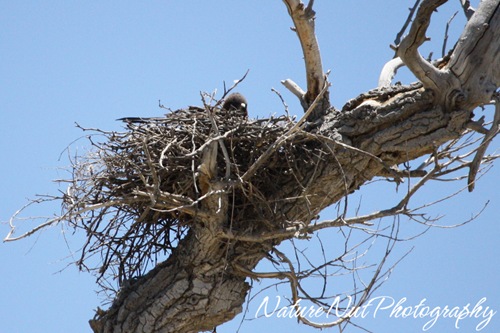 Hawk Nest2