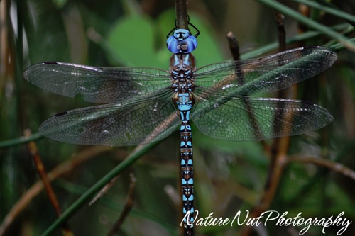 Blue Darner Dragonfly2