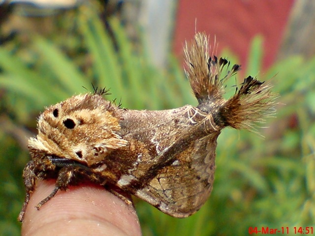 [dudusavethisnellen_lepidoptera_moth_[30].jpg]