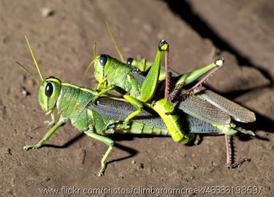 belalang kawin threesome