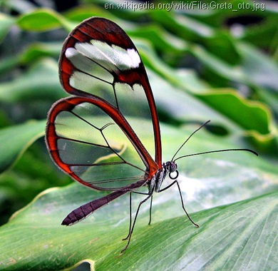 glasswing butterfly Greta_oto