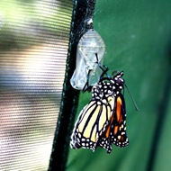 kupu-kupu keluar dari kepompong 8