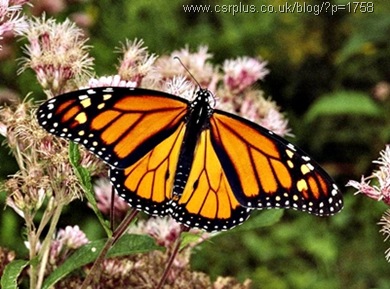 monarch butterfly_Danaus plexippus