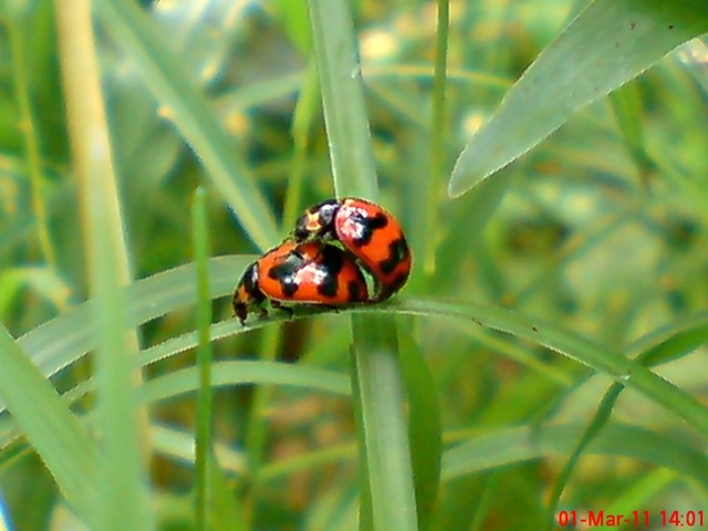 [ladybird mating 01[4].jpg]