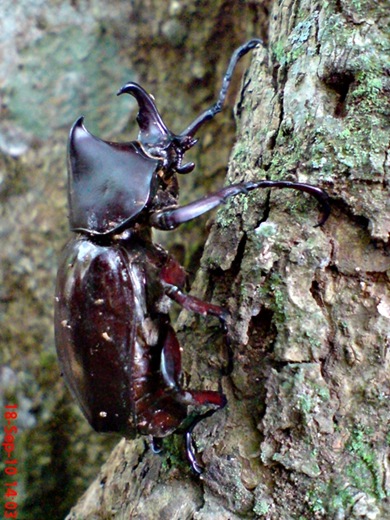Xylotrupes gideon_Kumbang Badak_Rhinoceros Beetle 04