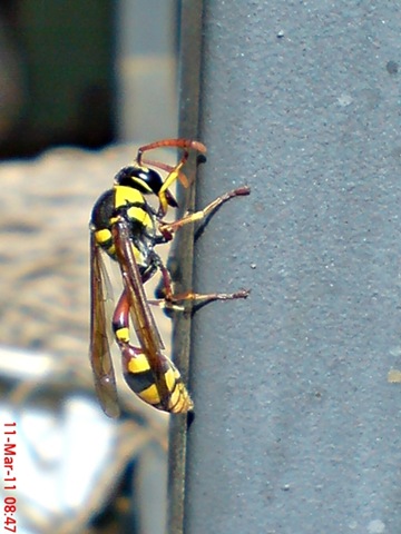 [Delta campaniforme_Yellow and black potter wasp 04[4].jpg]