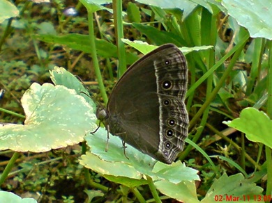 Bushbrown butterfly_Mycalesis horsfieldi 1