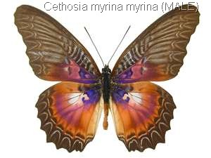 Cethosia myrina myrina male
