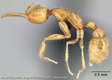 Martialis heureka _ant from Mars 2