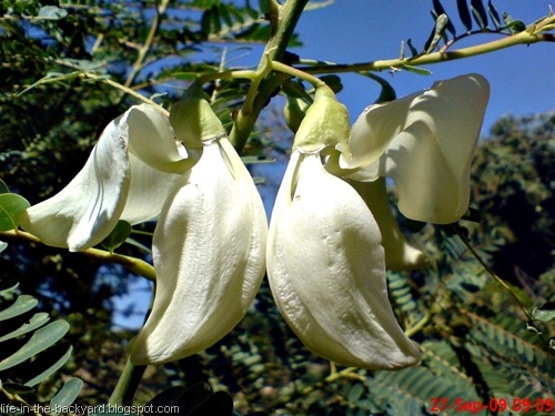 [Sesbania grandiflora_turi putih 18[18].jpg]