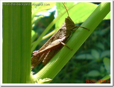 brown grasshopper2