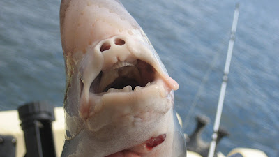 Fish Lips And Bird Teeth Studio