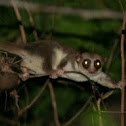Fat Tailed Dwarf Lemur