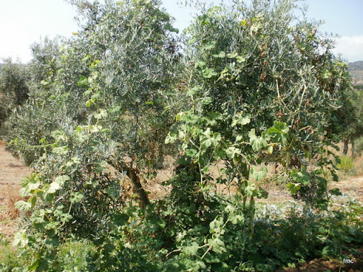  El huésped agobia al olivo 