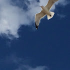 Ring-billed Gull