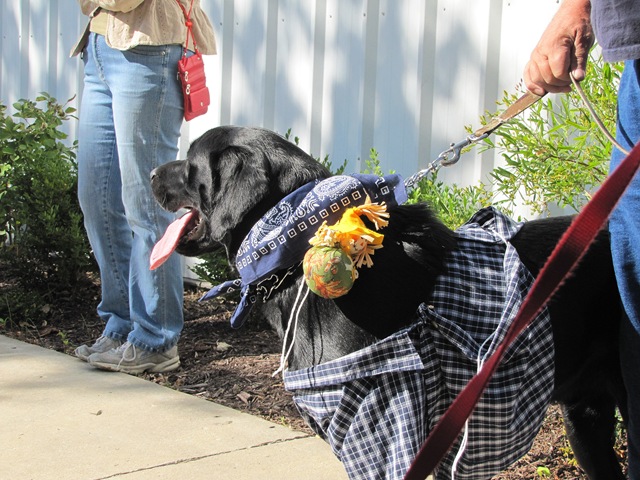 [Rigg'sPetContest09-25-10h[2].jpg]