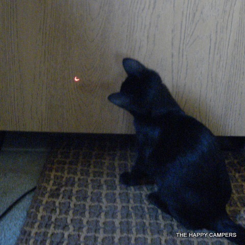 business cat red dot. usiness cat red dot.