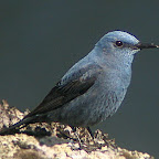 Monfragüe Mirlo azul (2).jpg